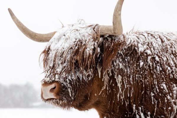 Highland cows and where to find them | Mackays Hotel