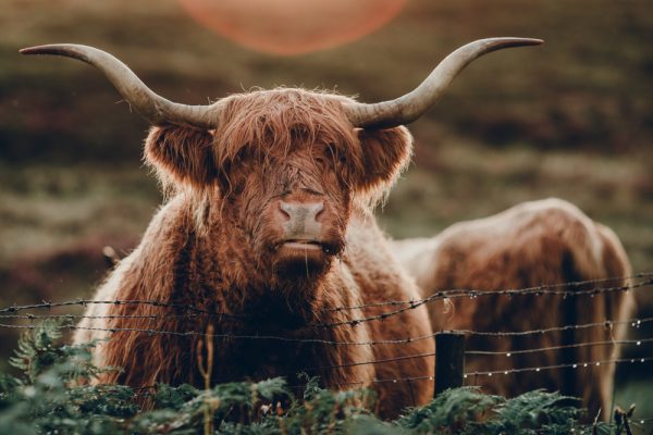 A Highland cow in a field