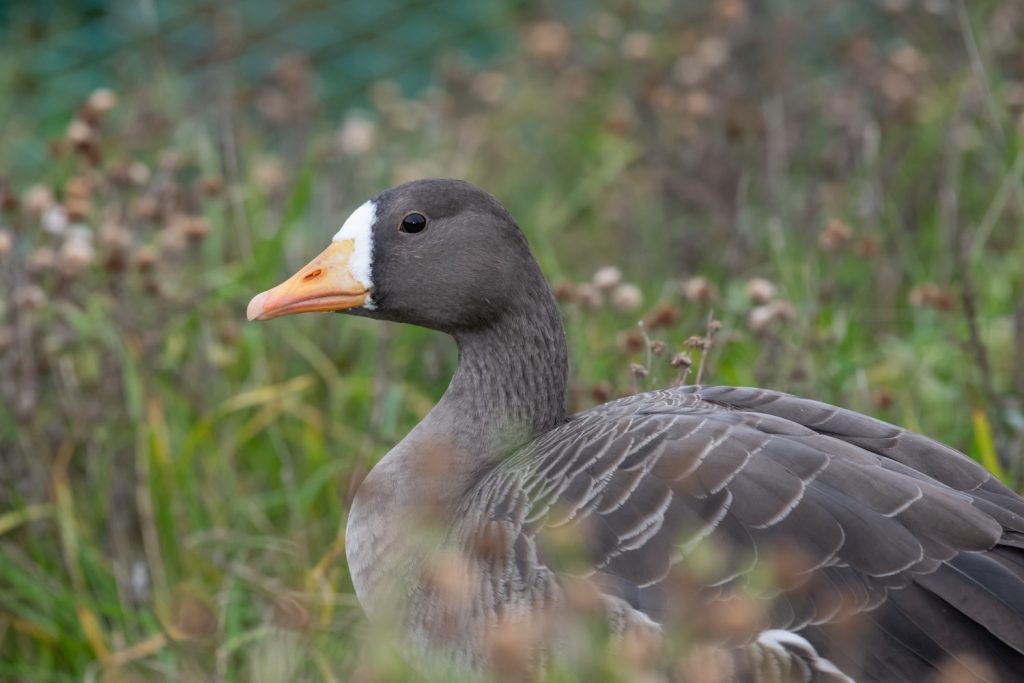 Portrait of a Greenland white fronted goose