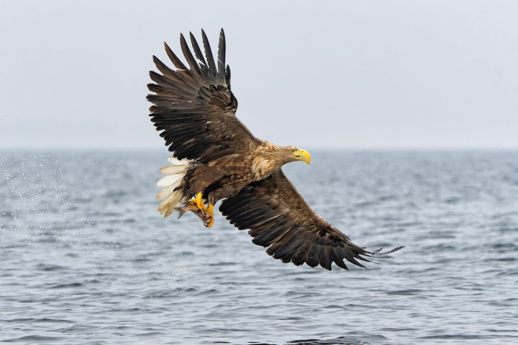 A white-tailed eagle flying over the water